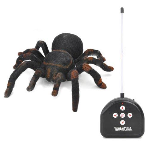  Cute Sunlight Tarantula 781 / ZYB-B0781