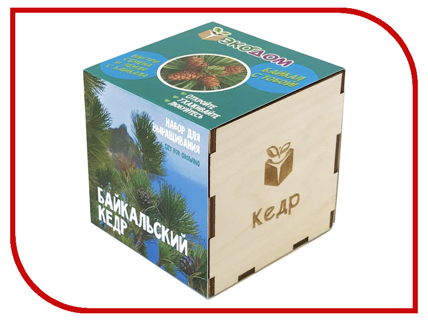 Растение ЭкоДом Кедр Байкальский 1061843804636
