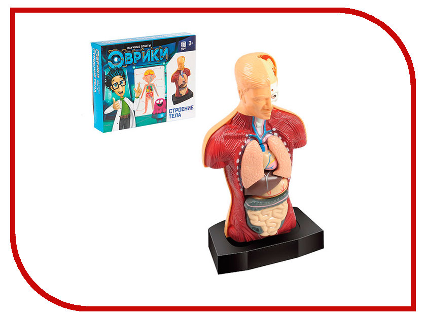 

Игра Эврики Строение тела 2772940, Строение тела