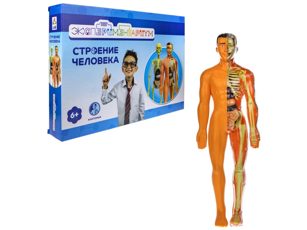 

Игра 1Toy Экспериментариум Модель человеческого тела Т21875, Экспериментариум Модель человеческого тела Т21875